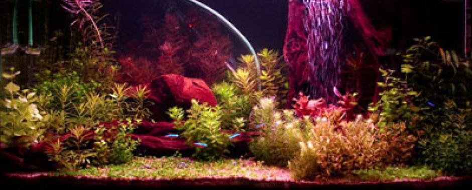 sylvania, gro-lux, grolux, growlux, grow-lux, fish lamp, fish lighting, aquarium lighting, 